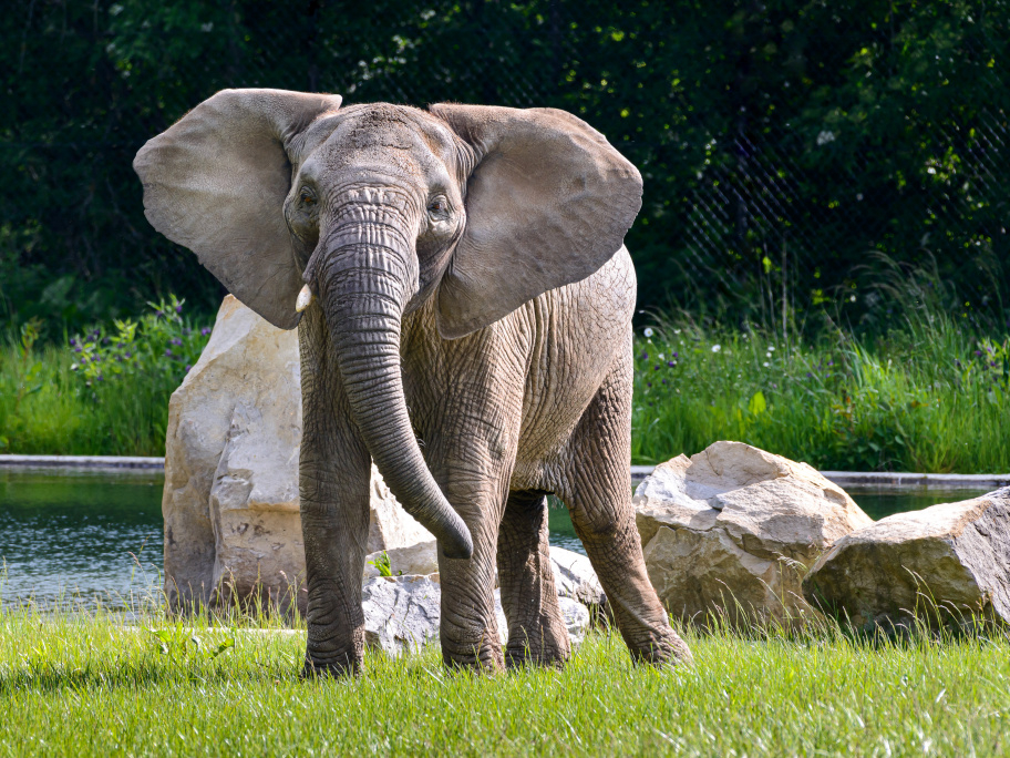 Słoń - ogród zoologiczny